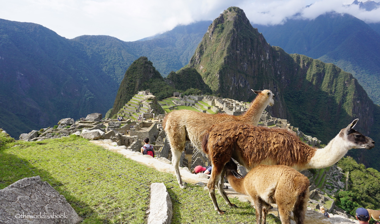 Machu Picchu with llamas