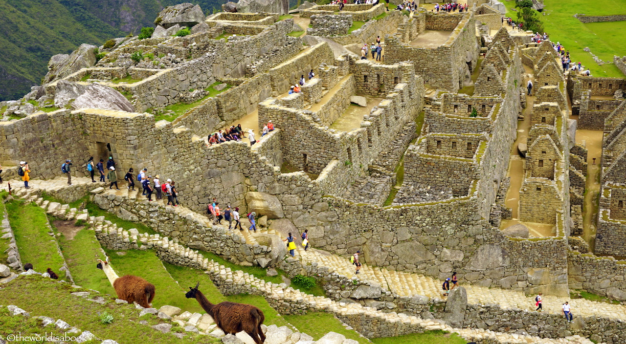 Machu Picchu with llamas