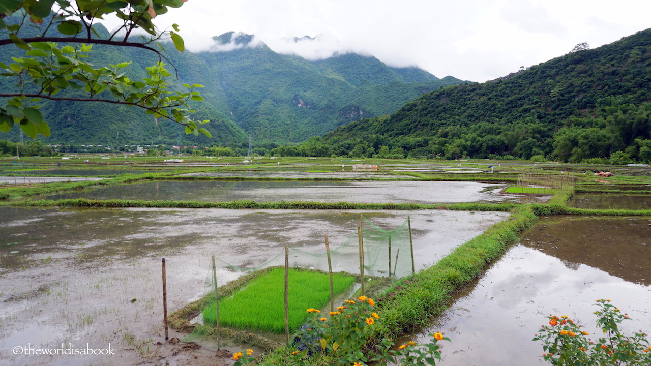 Mai Chau Rice Paddies