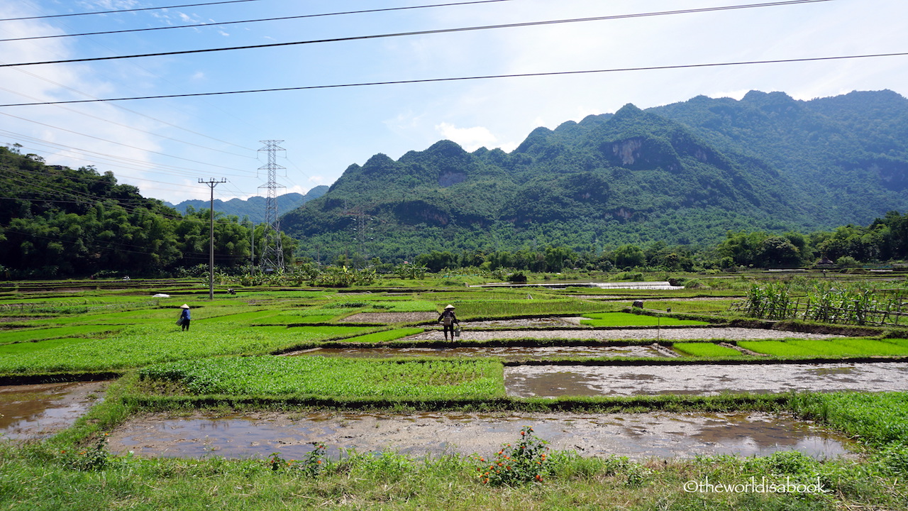 Mai Chau Rice Paddies