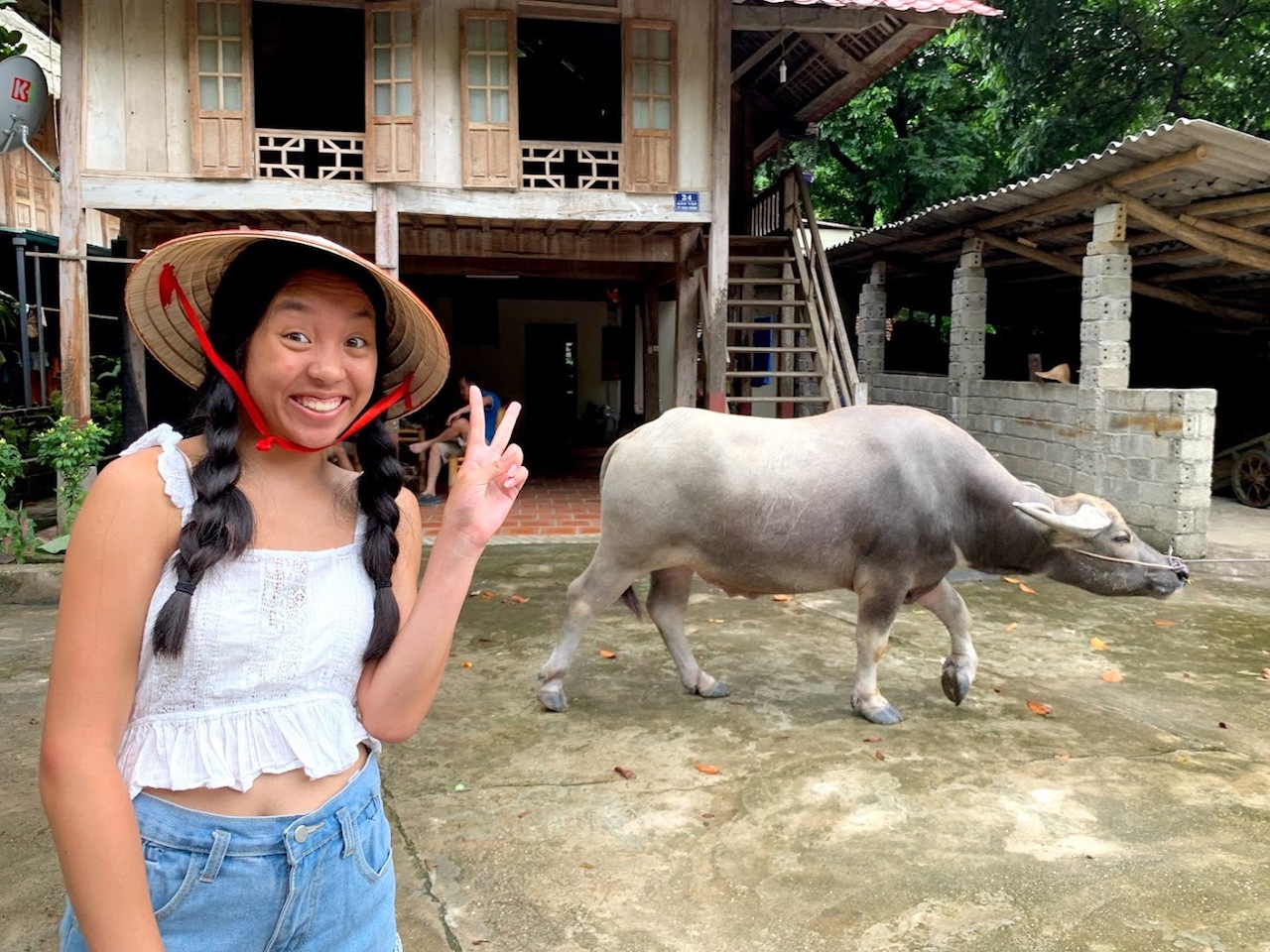 Mai Chau water buffalo