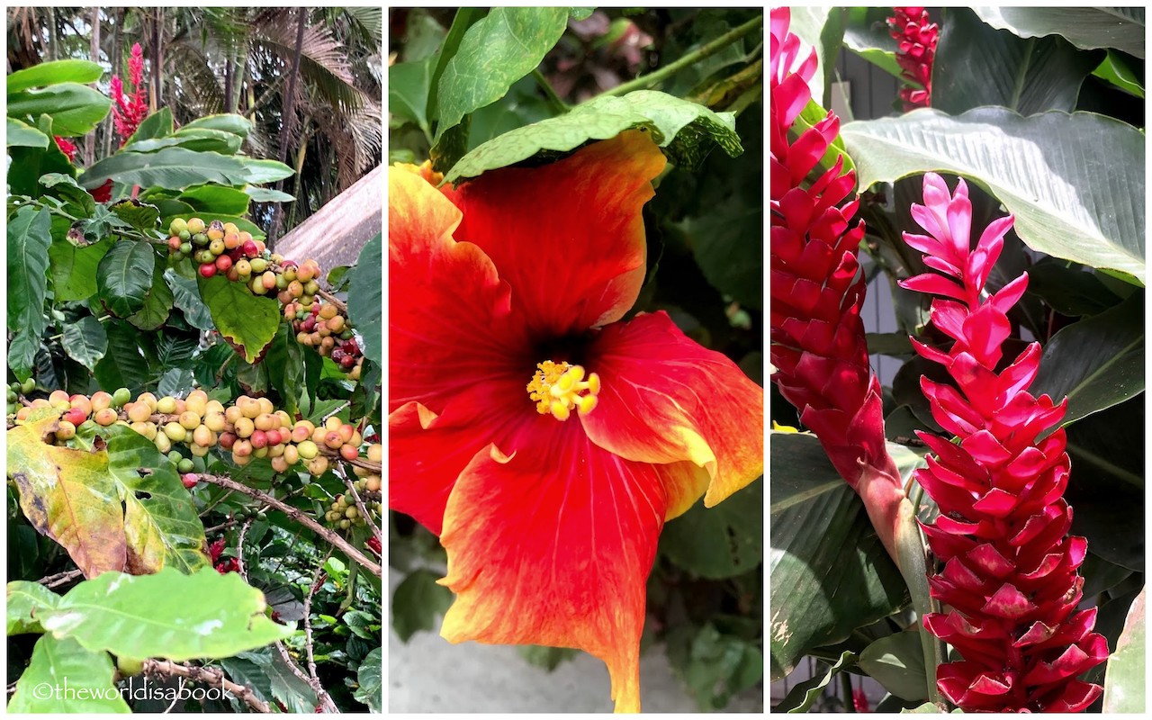 Hawaiian flowers