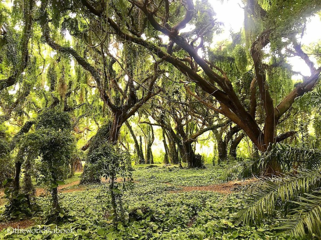 Honolua Bay Trail Enchanted Forest Maui