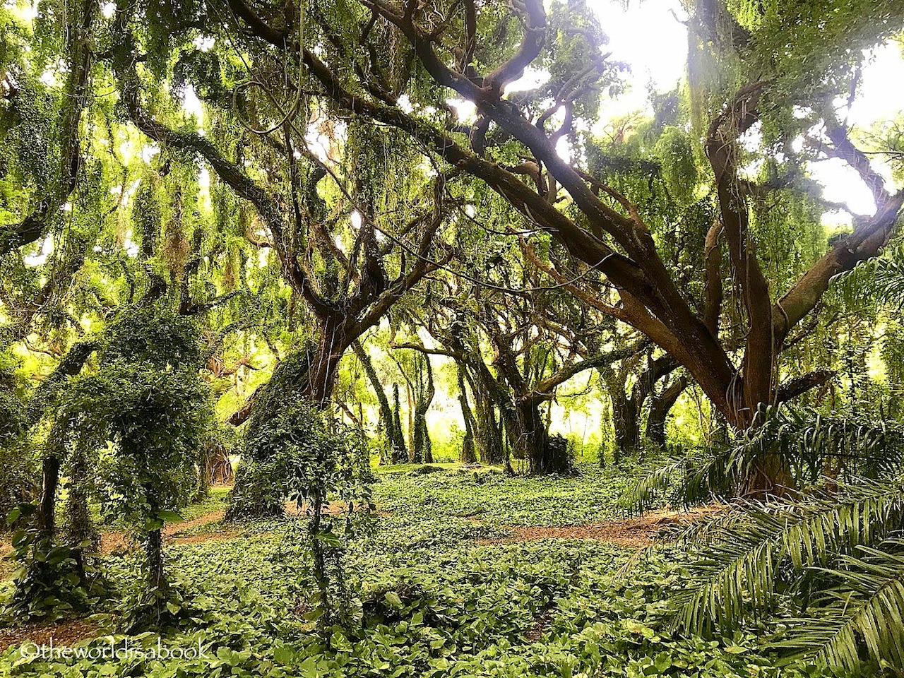 Honolua Bay Trail Enchanted Forest Maui