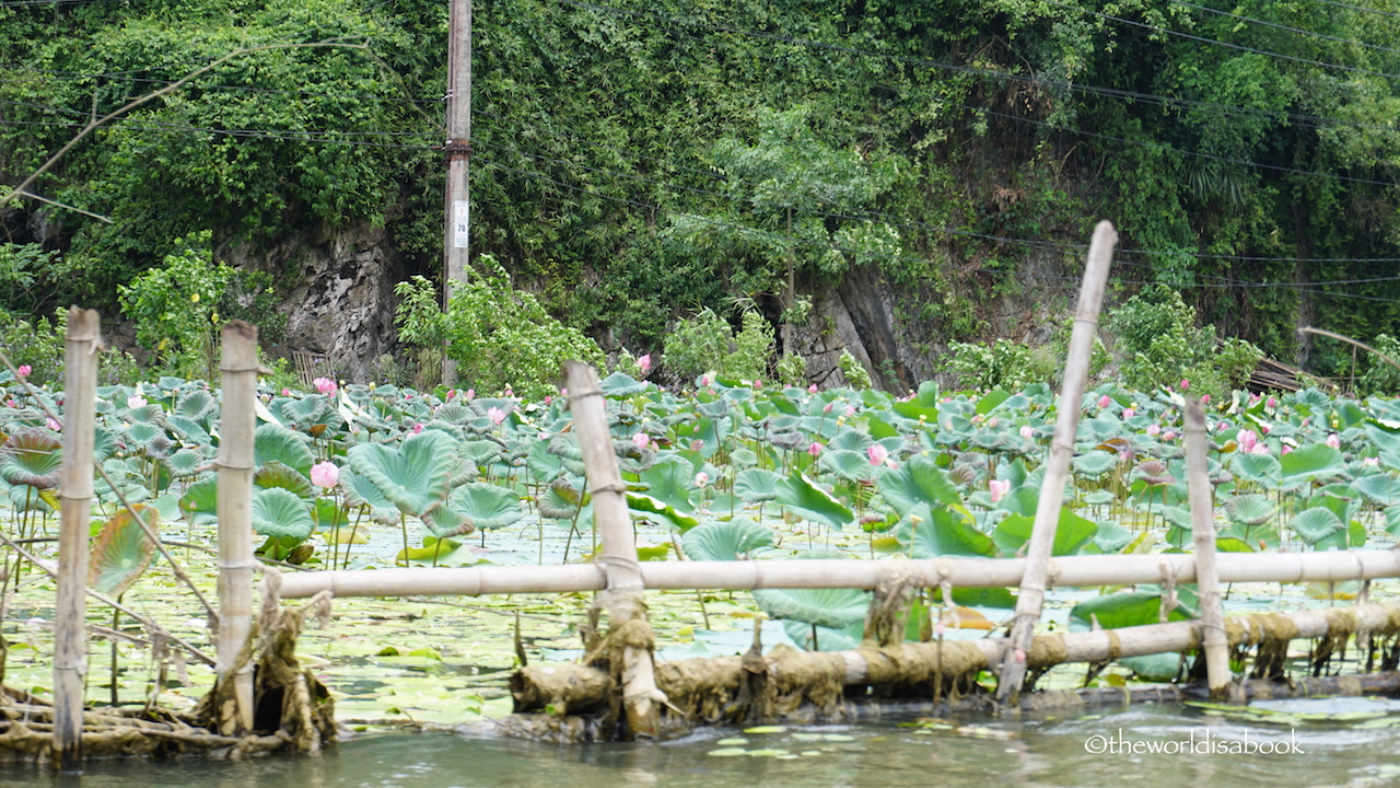 Perfume Pagoda lotus pond