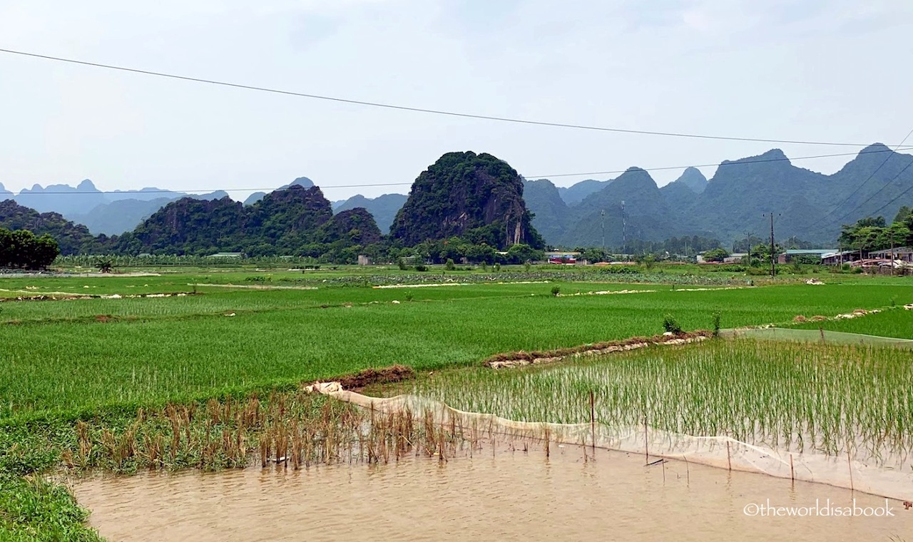 Perfume Pagoda rice fields