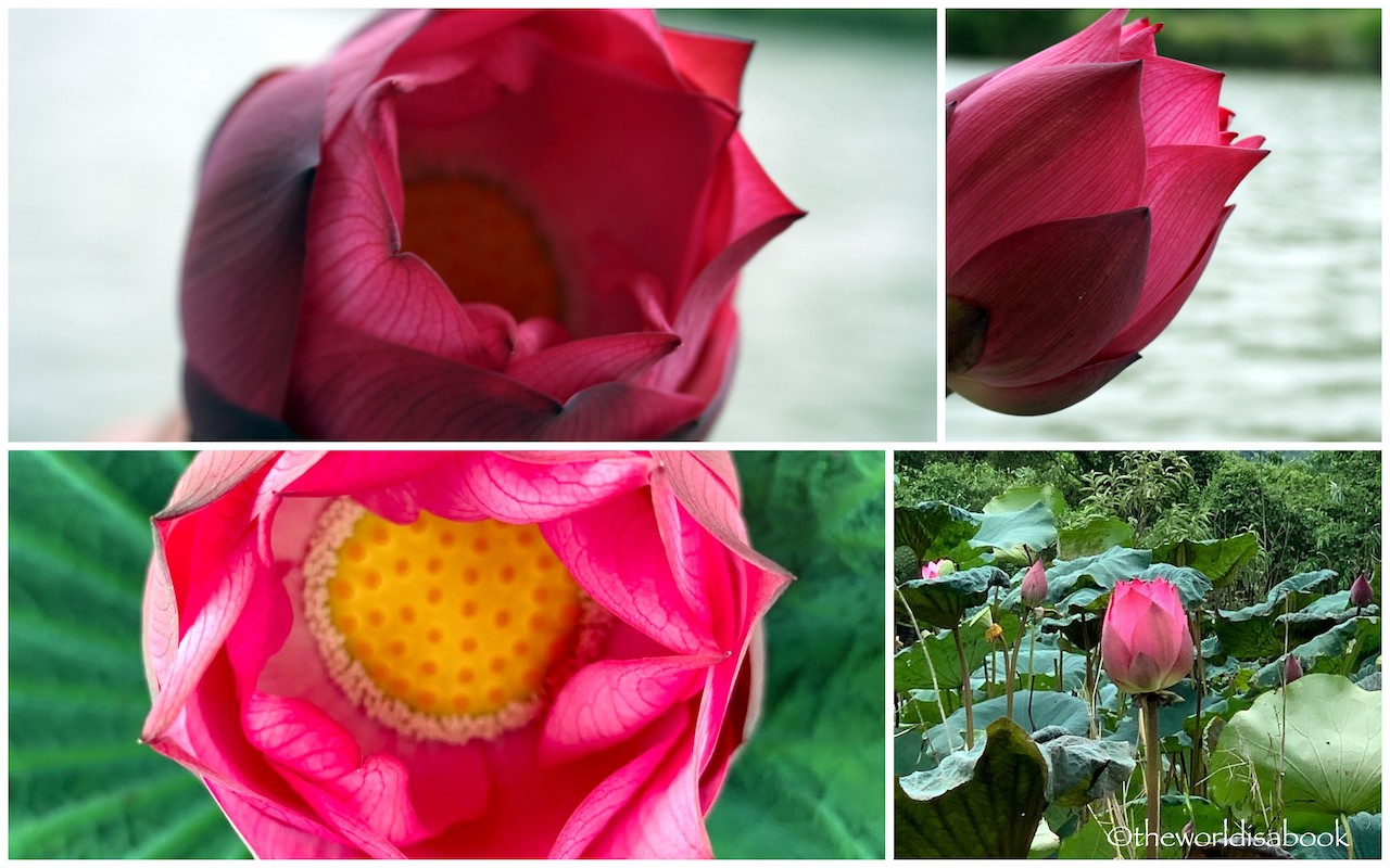 Vietnam lotus flower