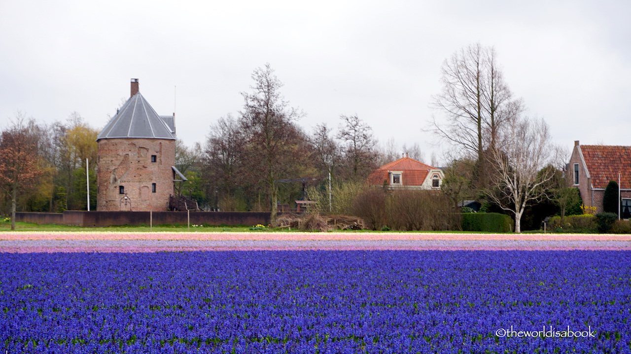 Keukenhof Tulip fields