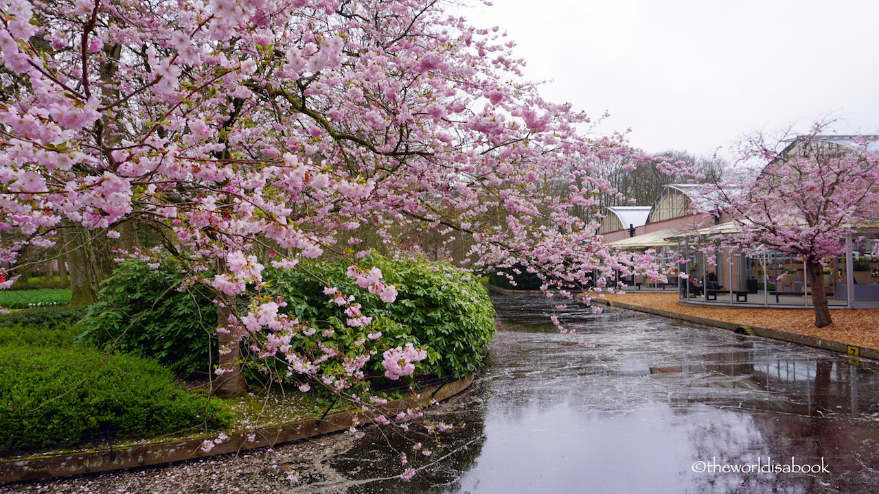 Keukenhof cherry blossoms