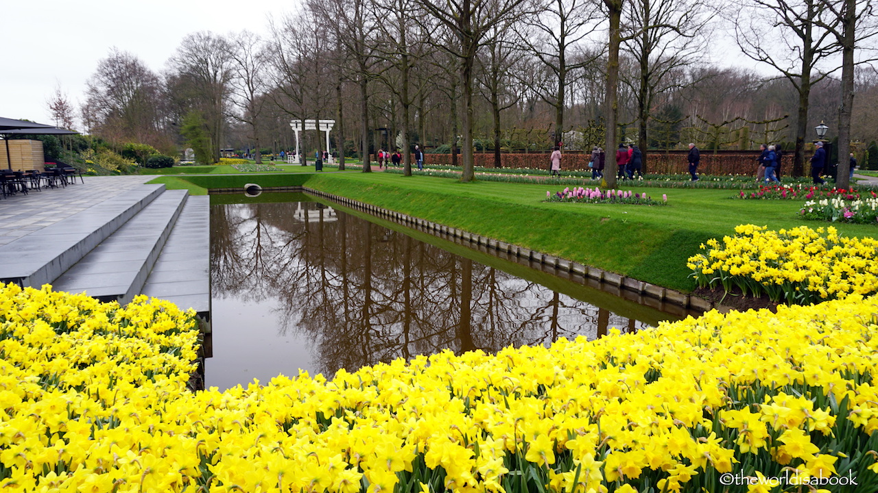 Keukenhof daffodils