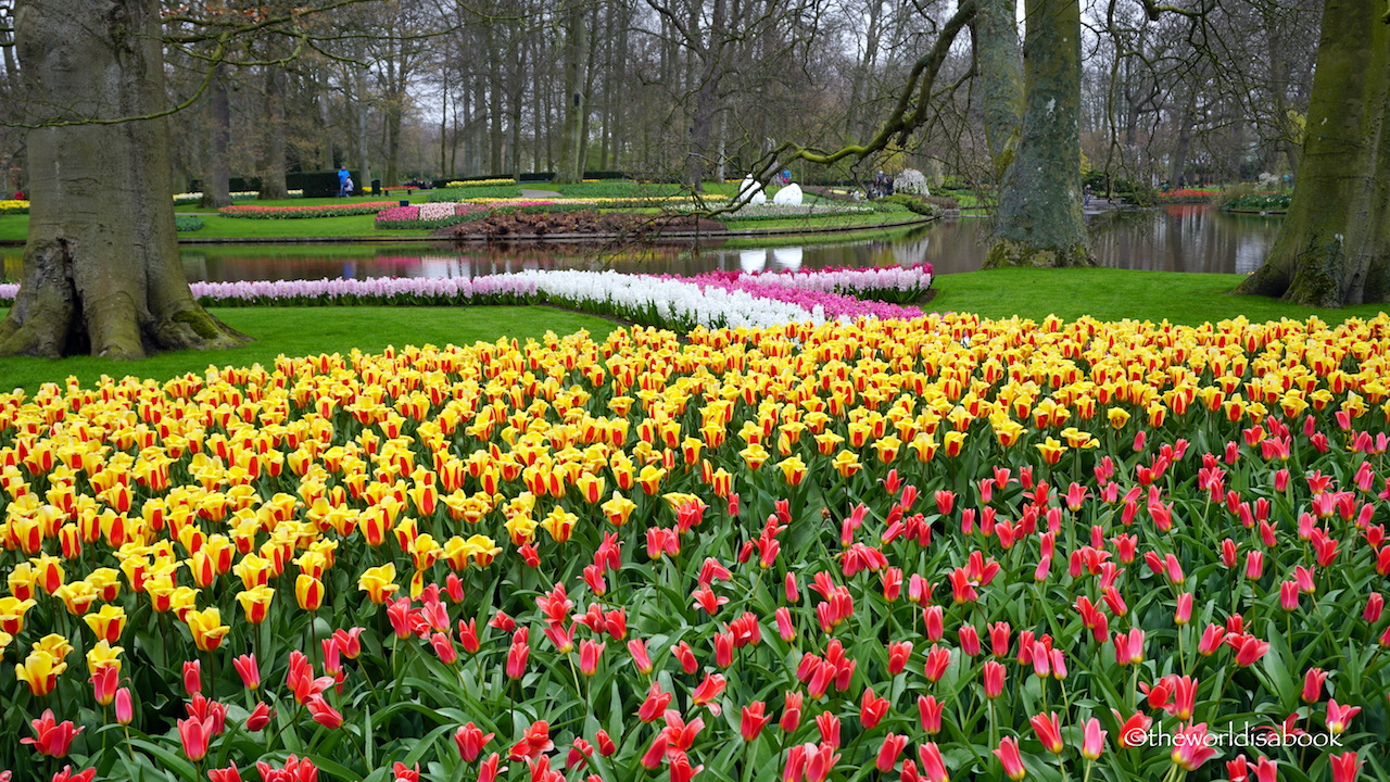 Keukenhof flower gardens