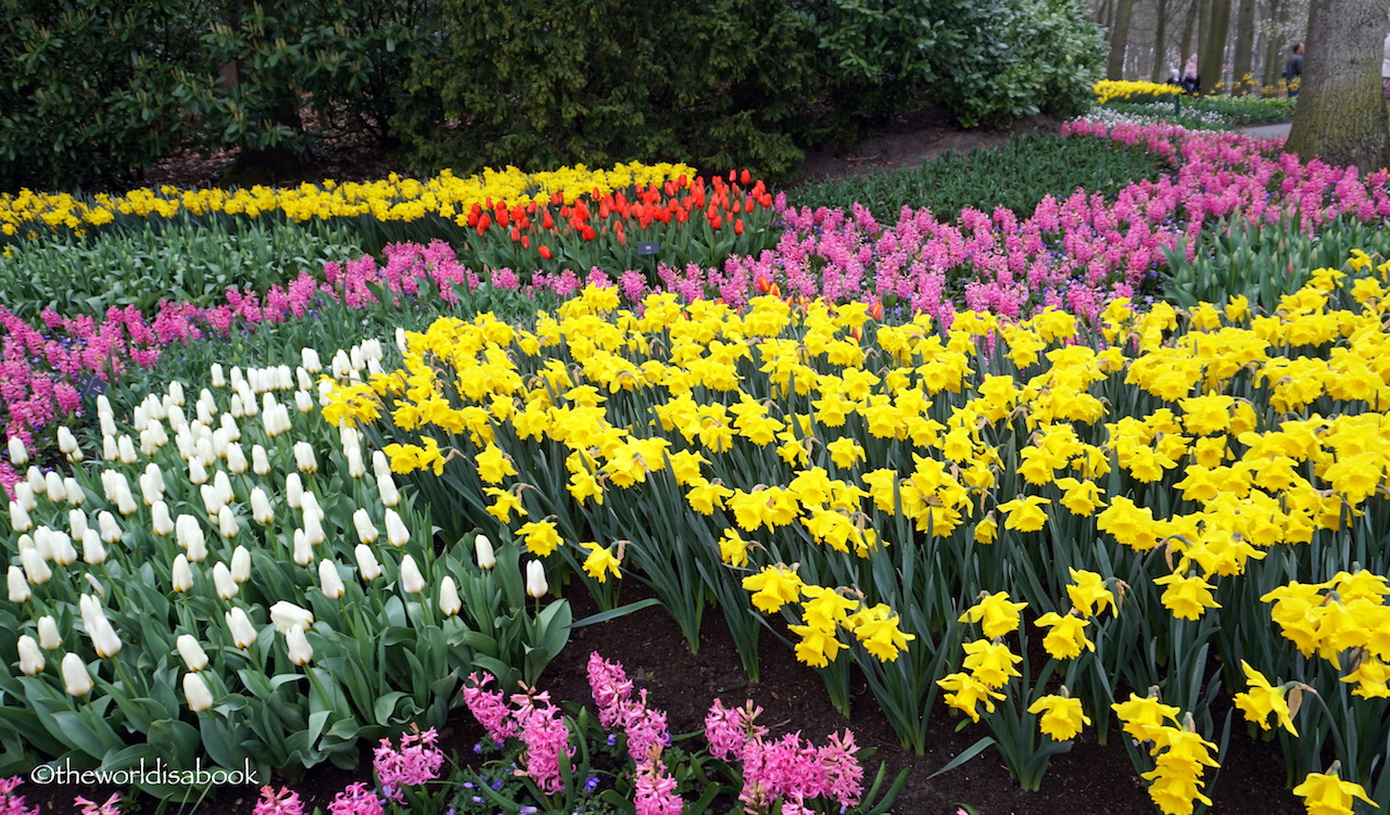 Keukenhof flowers