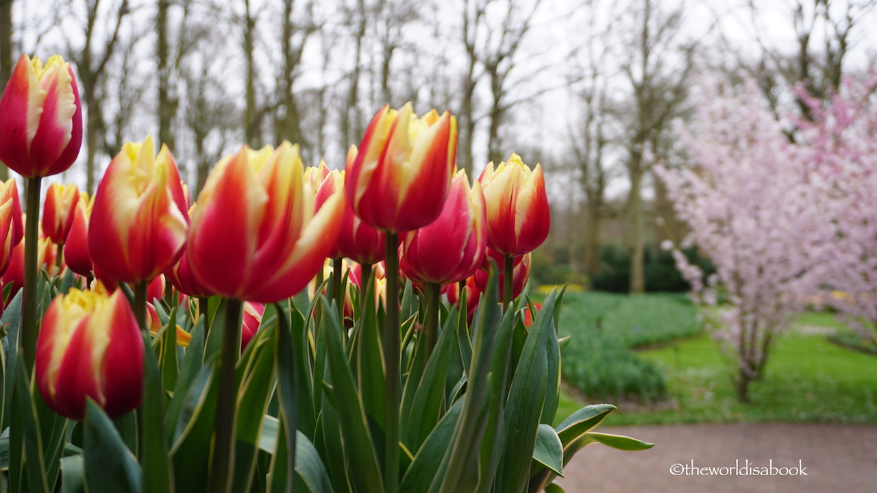 Keukenhof tulips