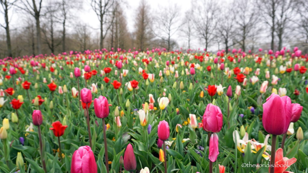 Keukenhof tulips