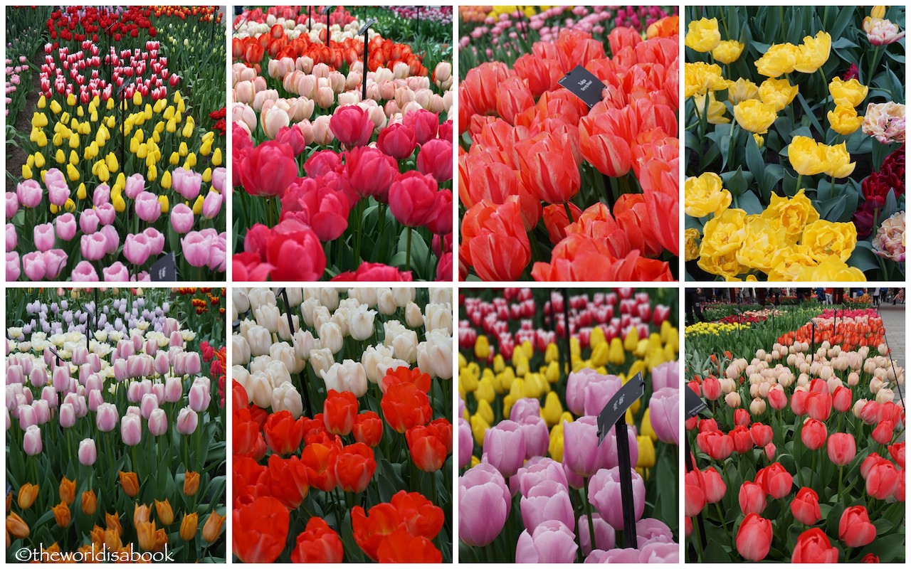 Keukenhof tulips pavilion