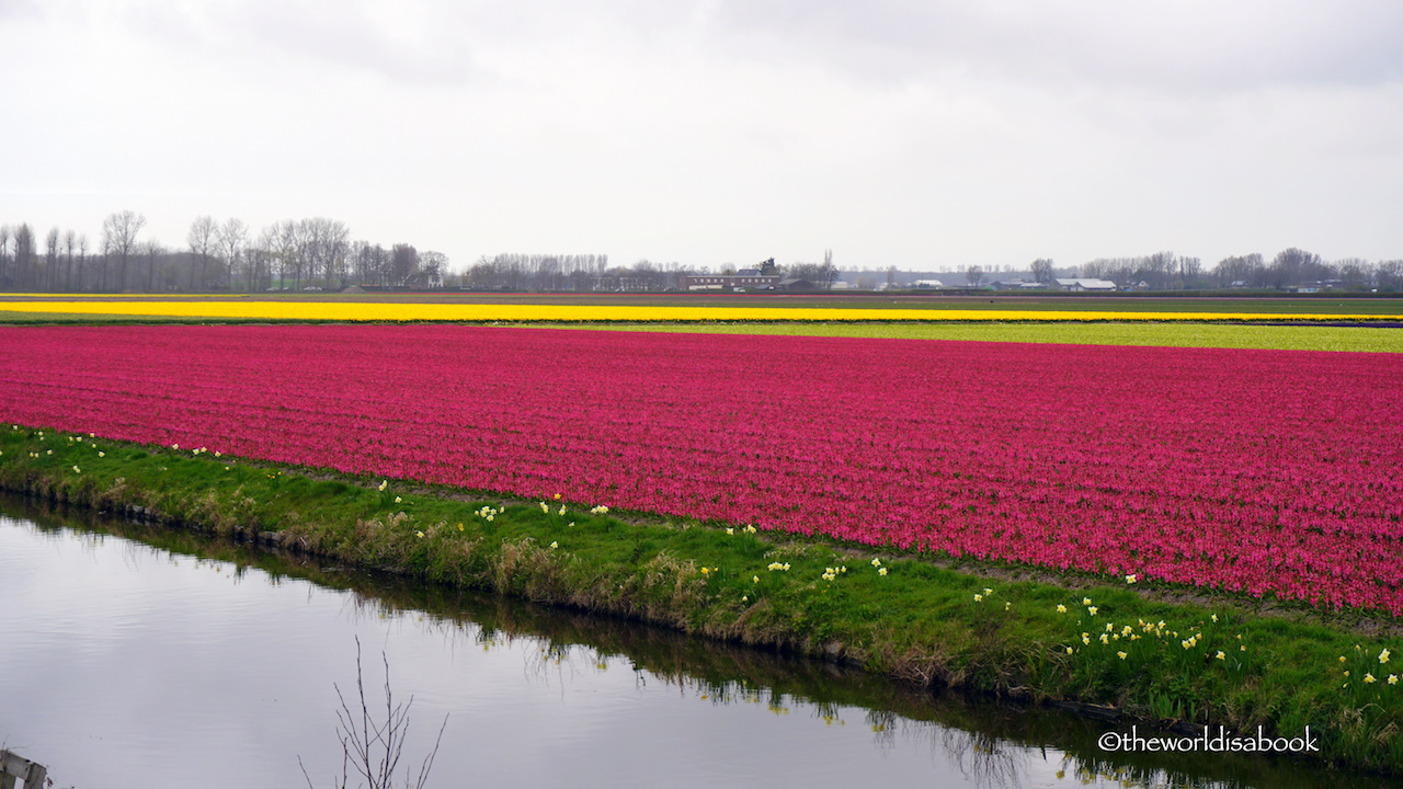 Lisse Flower fields