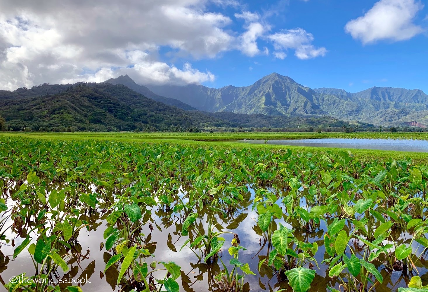 Hanalei taro fields