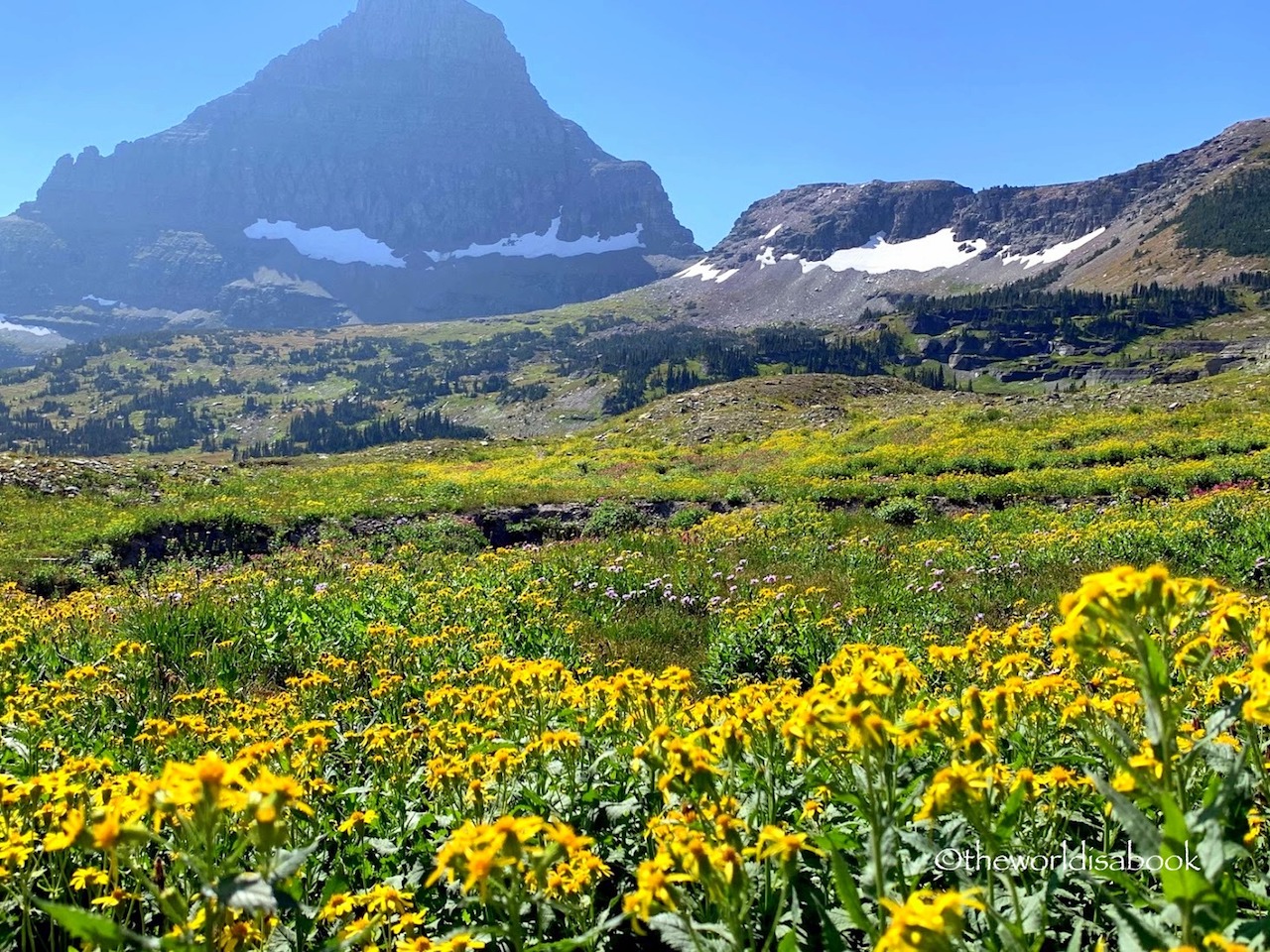 Hidden Lake Trail wildflowers