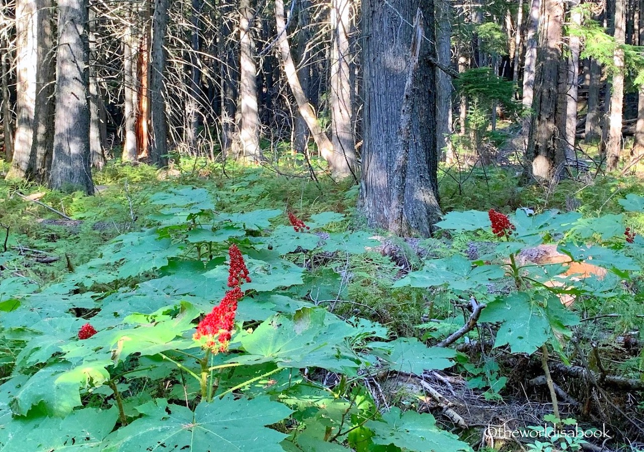 Trail of the Cedars berries