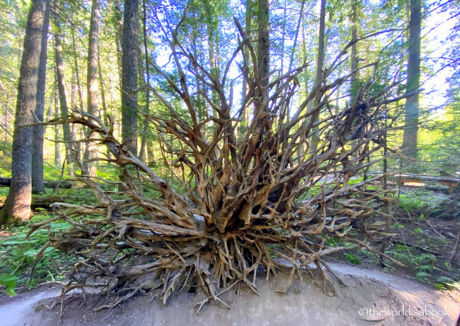 Trail of the Cedars root system