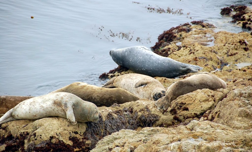 La Jolla Sea Lions