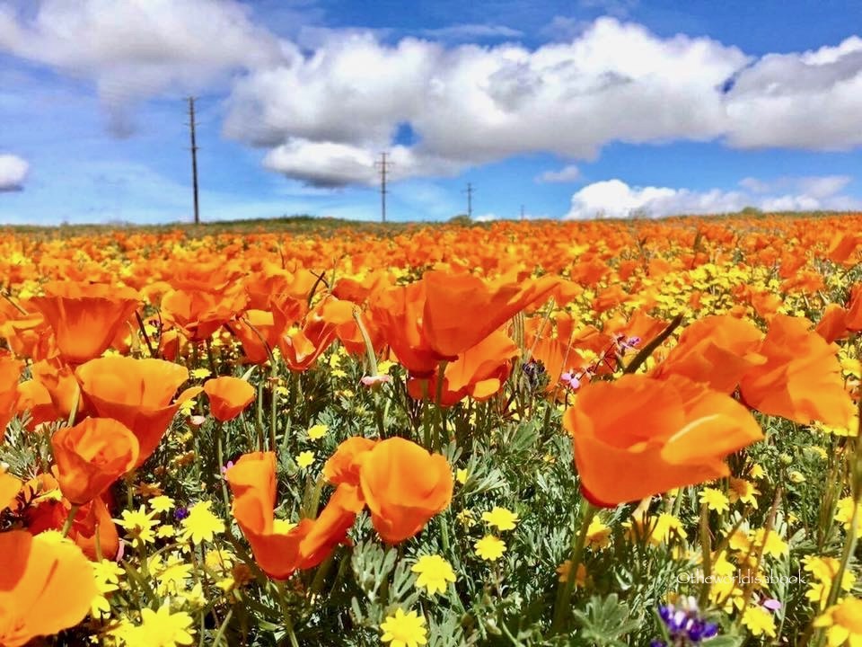 California poppy field