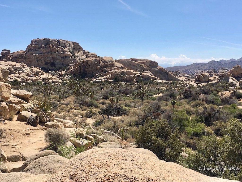 Joshua Tree National Park