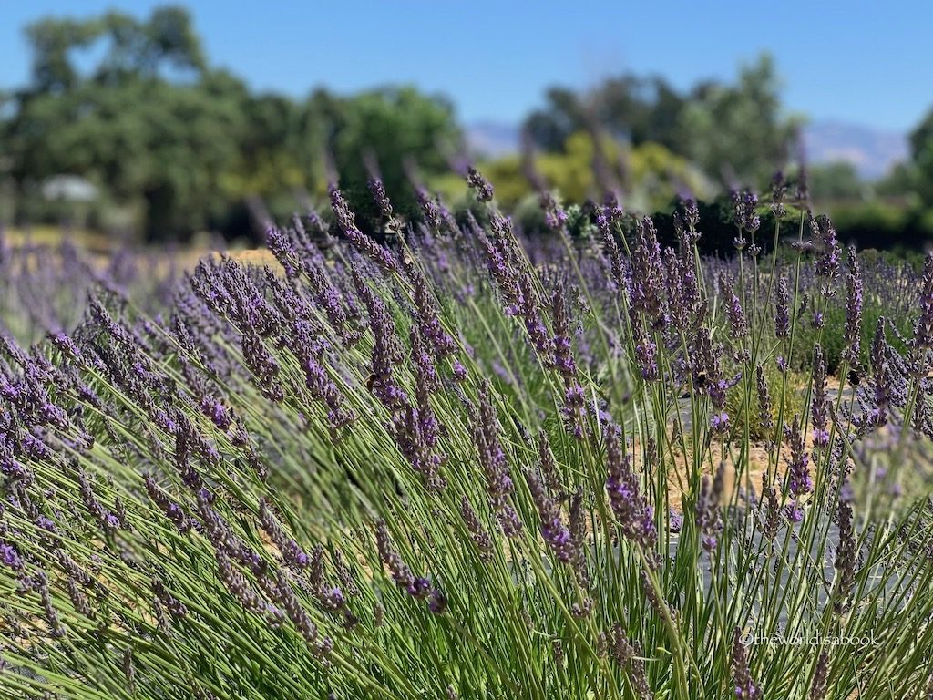 Lavender Field