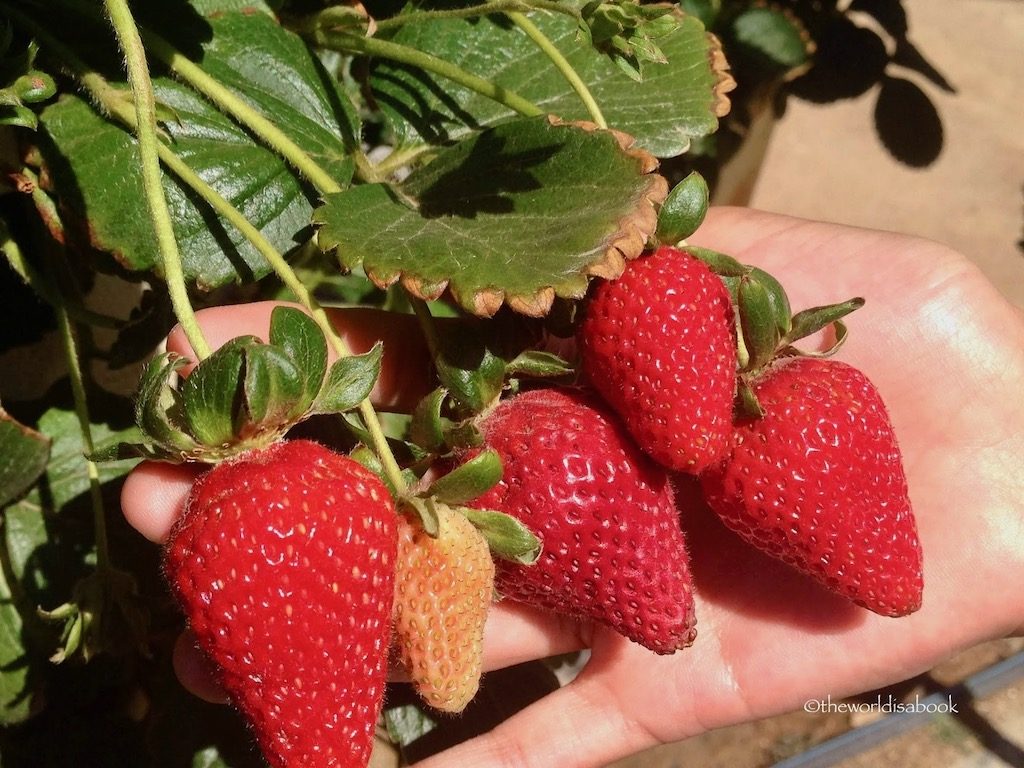 Strawberry Picking