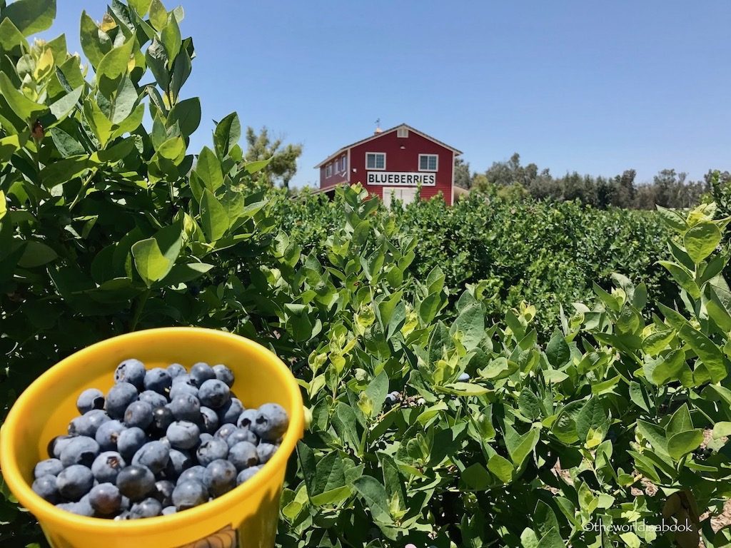 Temecula blueberries