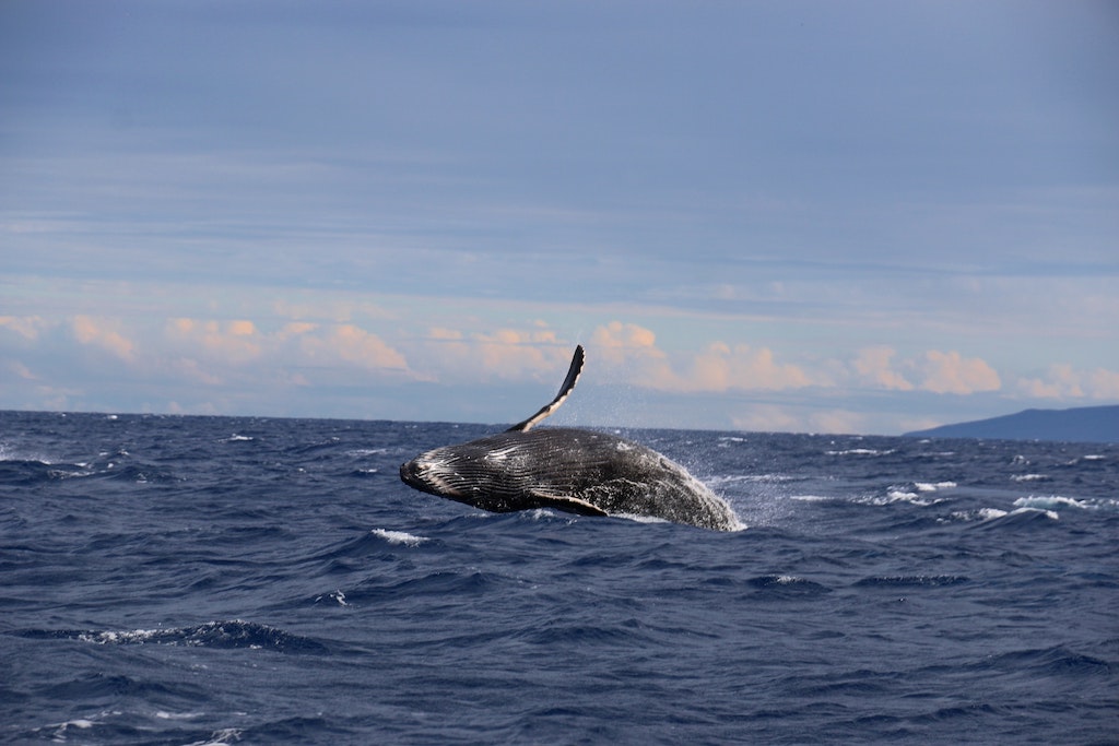 HAwaii Humpback whale