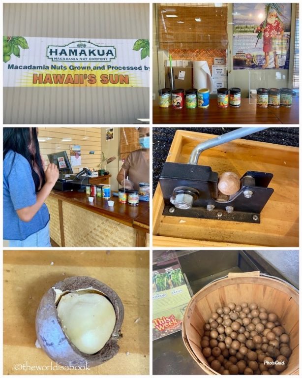 Hamakua Macadamia Nut Hawaii