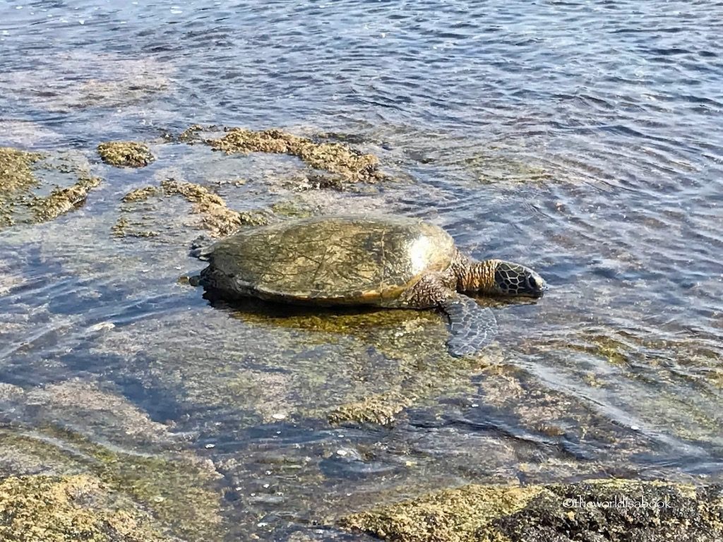 Hawaii Honu Green sea turtles