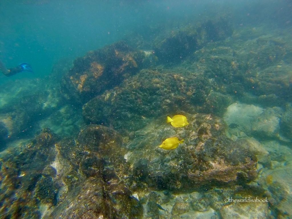 Hawaii Two Step snorkeling