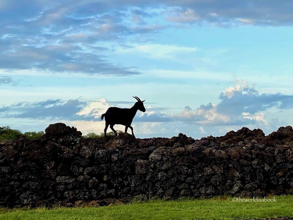 Hawaii goat