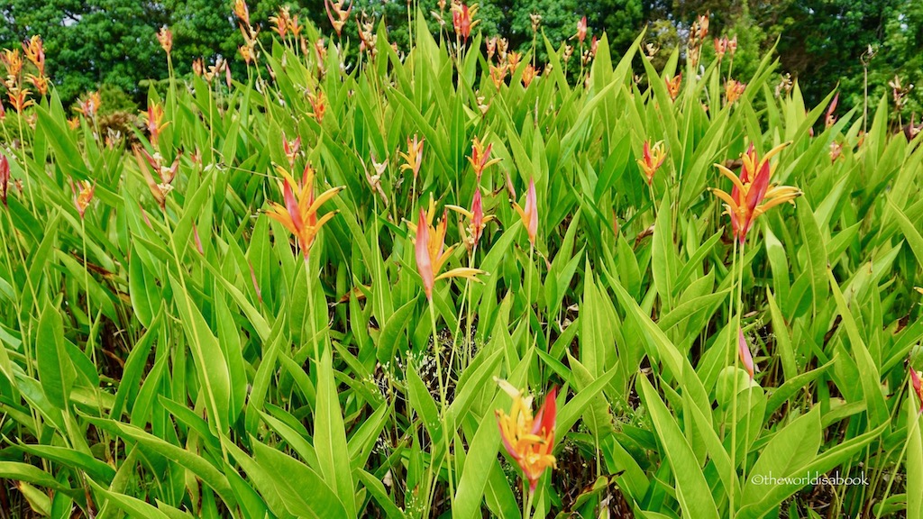 Hawaii tropical flowers