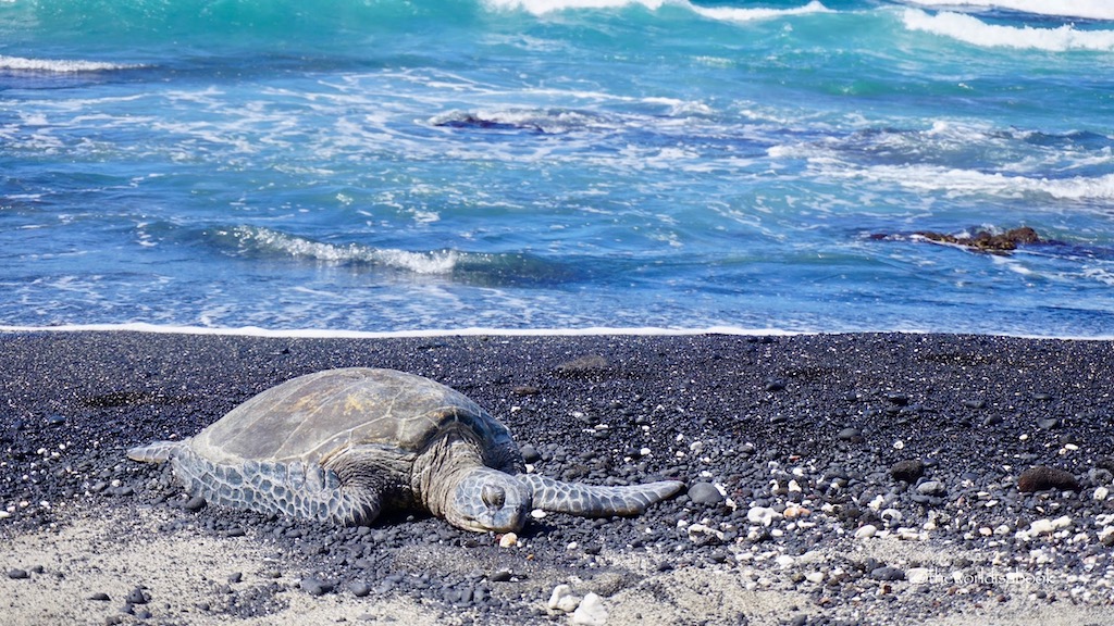 Hawaiian green sea turtle Honu