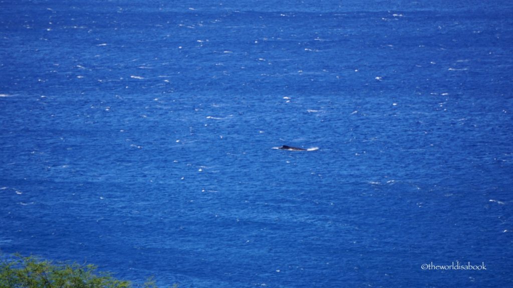 hawaii whale watching