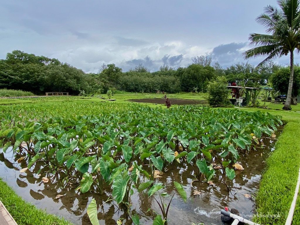 Ha'ena State Park taro fields