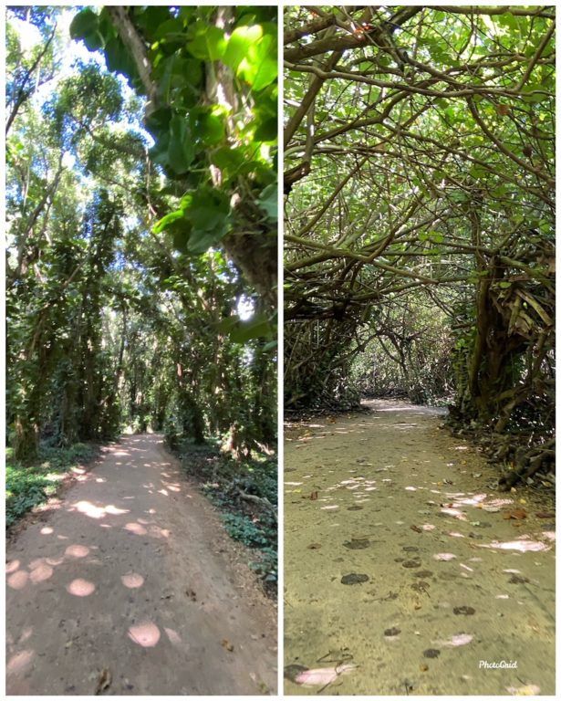 Ha'ena State park path