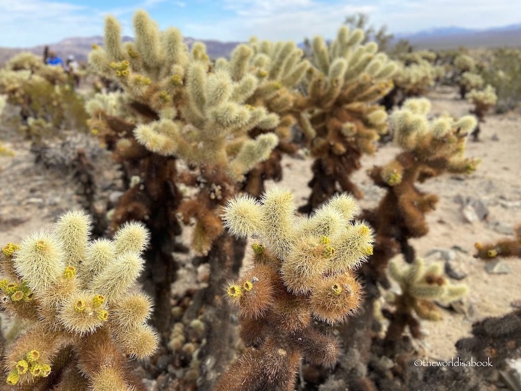 Joshua Tree National Park Cholla Cactus