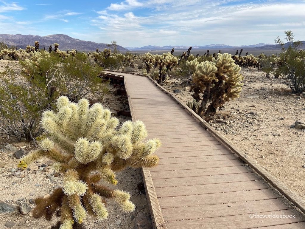 Joshua Tree National Park Cholla Cactus trail