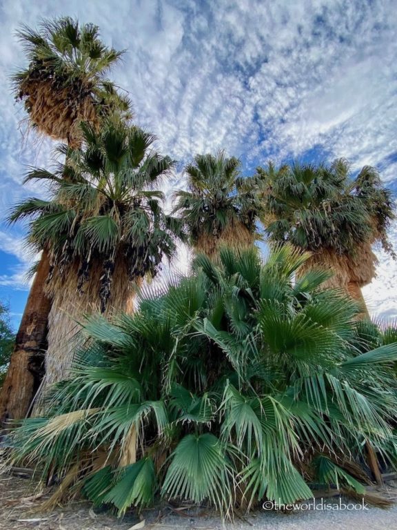 Joshua Tree National Park Oasis of Mara