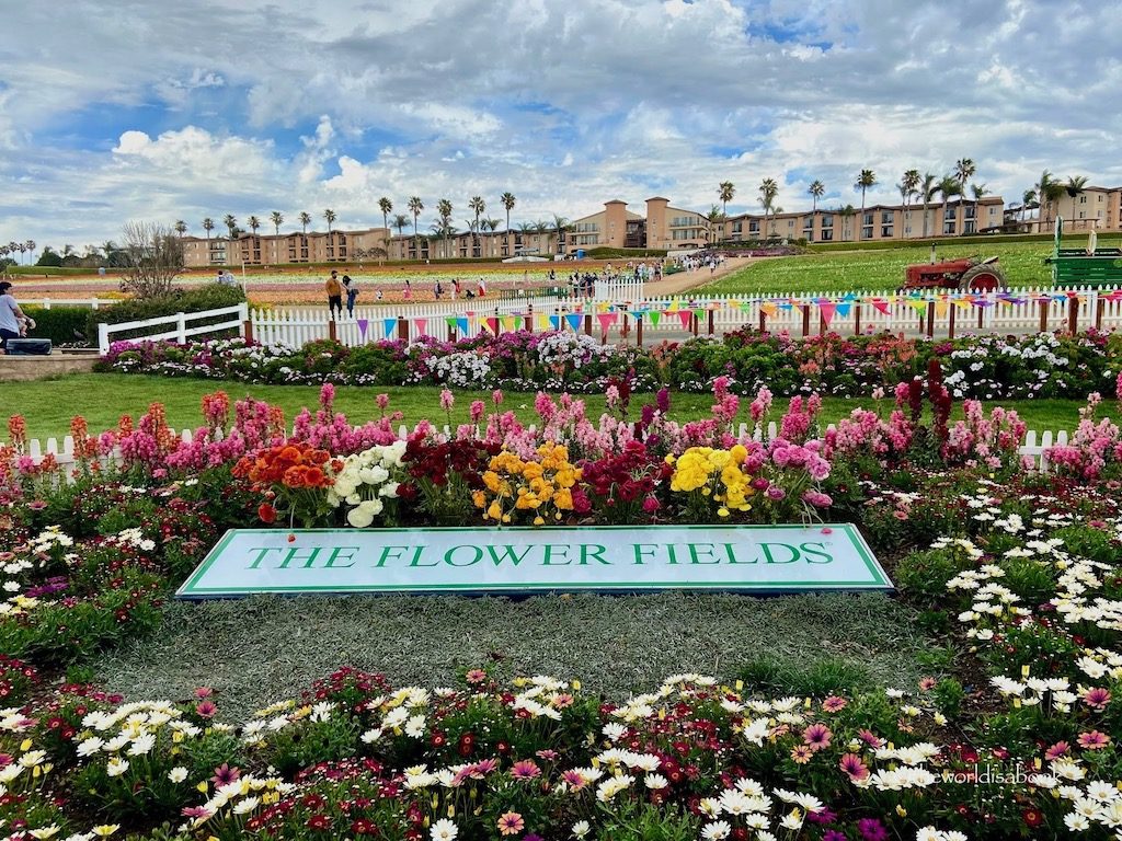 Carlsbad Flower Fields