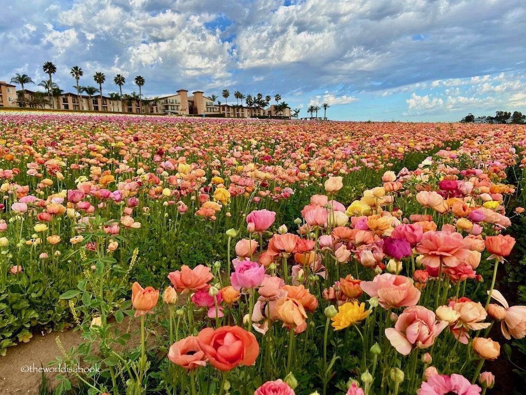 Carlsbad Flower Fields hill