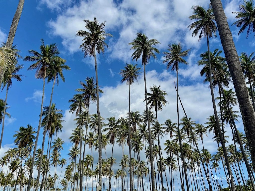 Kauai coconut trees