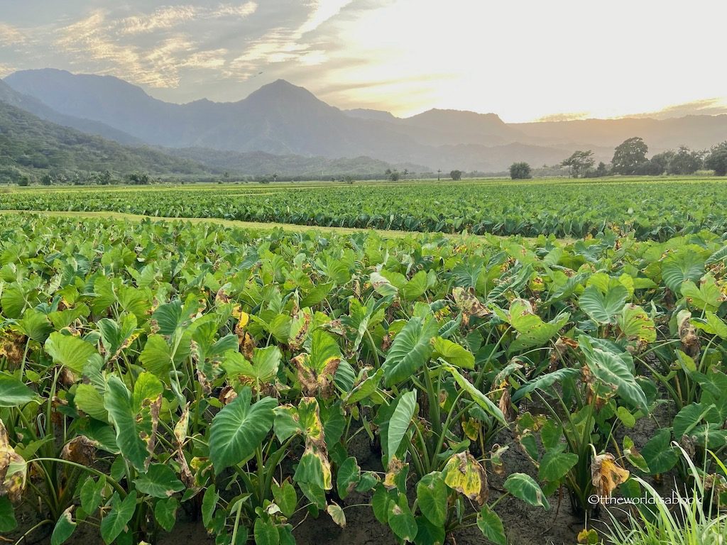 Kauai taro fields