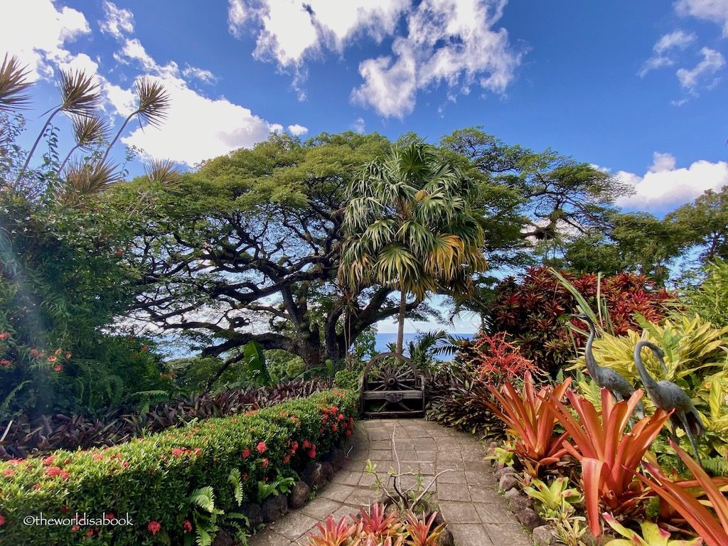 St. Kitts Romney Manor Saman tree