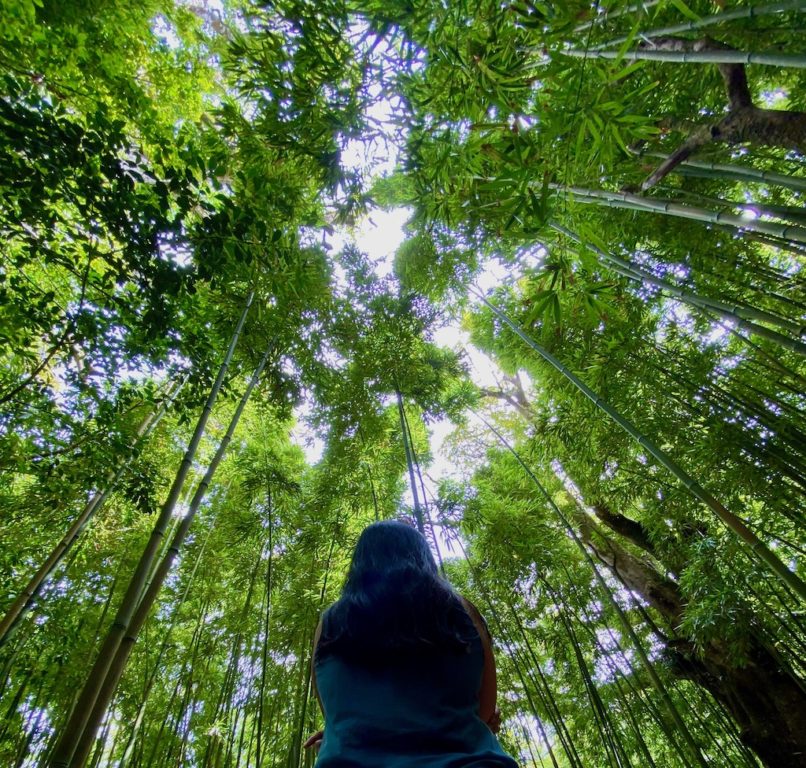 Maui Pipiwai Trail bamboo forest