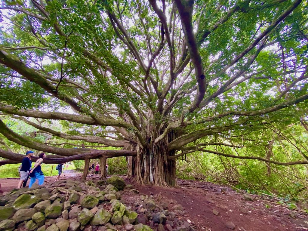 Maui Pipiwai Trail banyan tree
